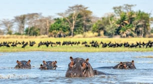 The common hippopotamus in the water. Sunny day. Africa