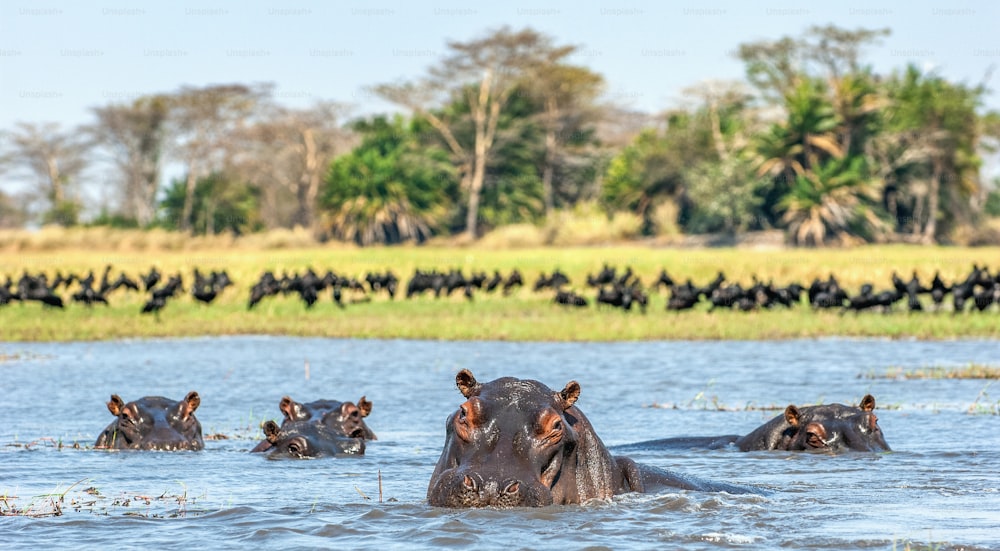 El hipopótamo común en el agua. Día soleado. África