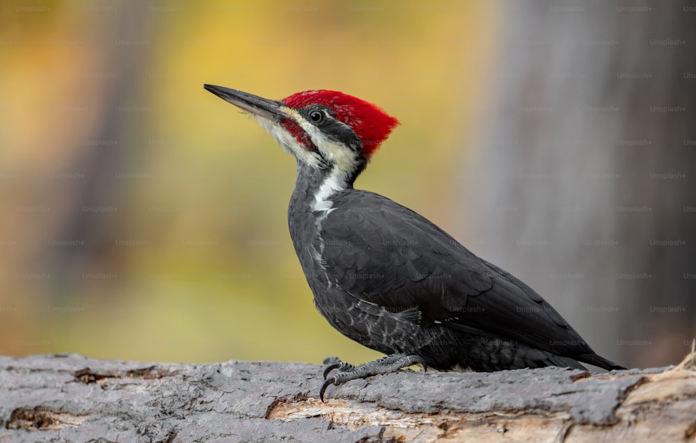 Pileated woodpecker in Maine