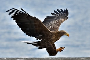Adult White-tailed eagle in flight.  Scientific name: Haliaeetus albicilla, also known as the ern, erne, gray eagle, Eurasian sea eagle and white-tailed sea-eagle.