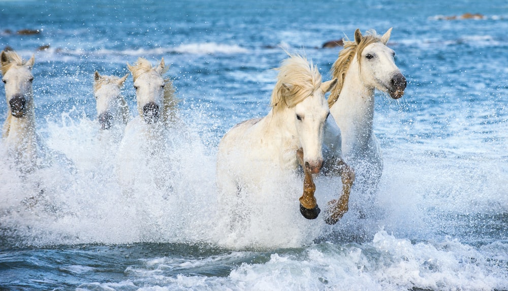 White Camargue horses galloping on blue water of the sea. France.
