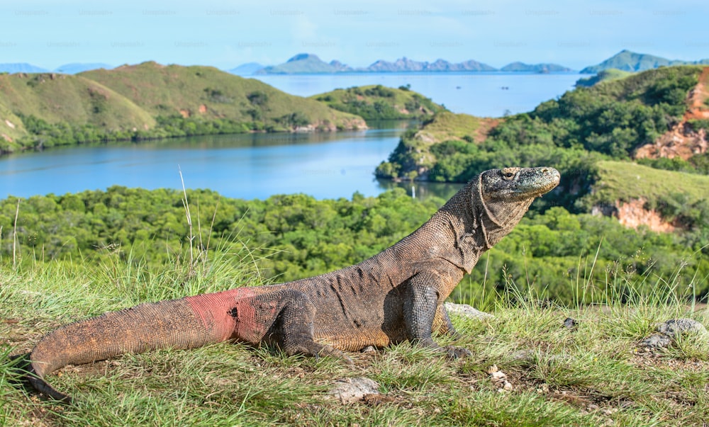 Dragão-de-komodo ( Varanus komodoensis ) em habitat natural. Maior lagarto vivo do mundo.  ilha Rinca. Indonésia.