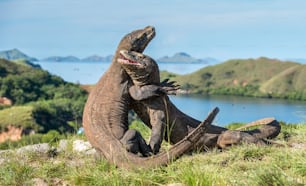 The Fighting Komodo dragons(Varanus komodoensis) for domination. It is the biggest living lizard in the world. Island Rinca. Indonesia.