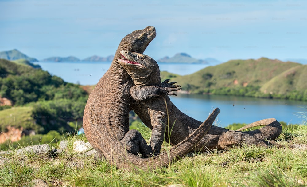 Os dragões de Komodo Fighting (Varanus komodoensis) para dominação. É o maior lagarto vivo do mundo. Ilha Rinca. Indonésia.