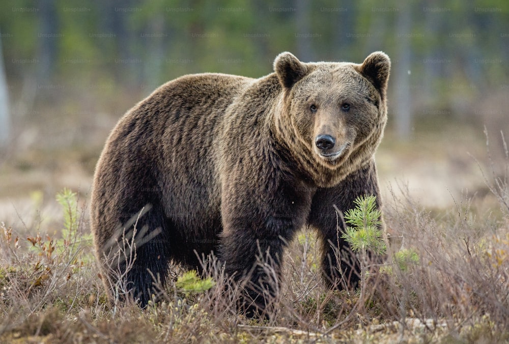 Urso pardo (Ursus arctos) no pântano na floresta de primavera.