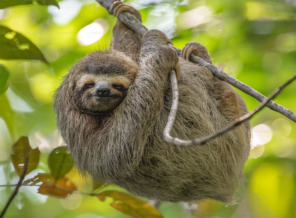 Three toed sloth in Costa Rica