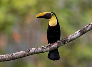 Toucan in a tree