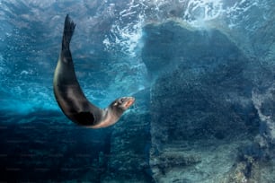 A Sea Lion in La Paz in Mexico