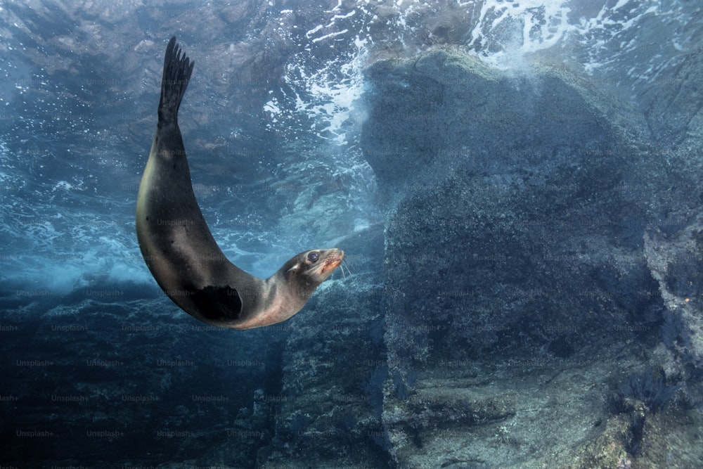 A Sea Lion in La Paz in Mexico