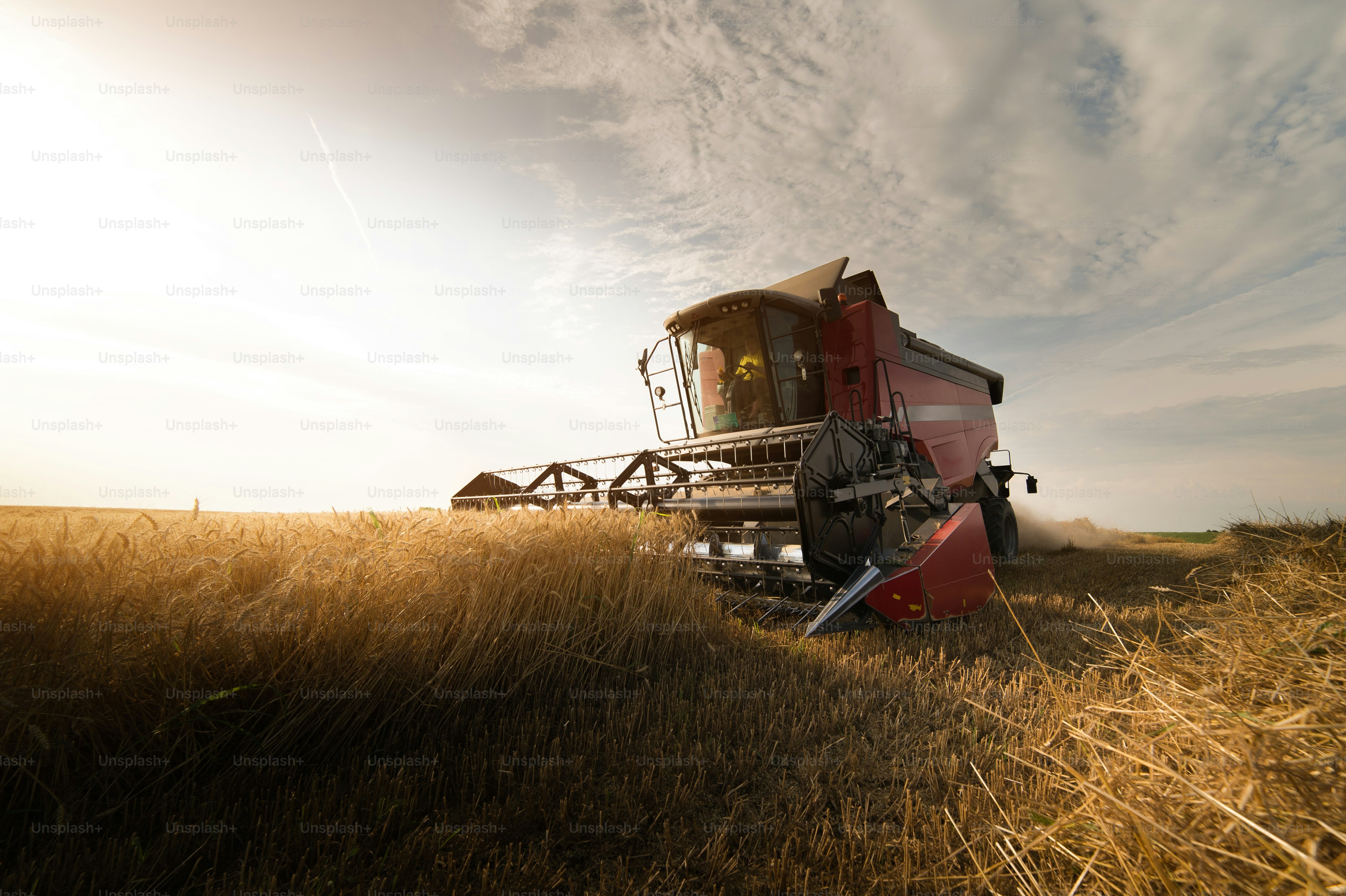 Harvesting of wheat fields with combine photo – Monoculture Image on ...