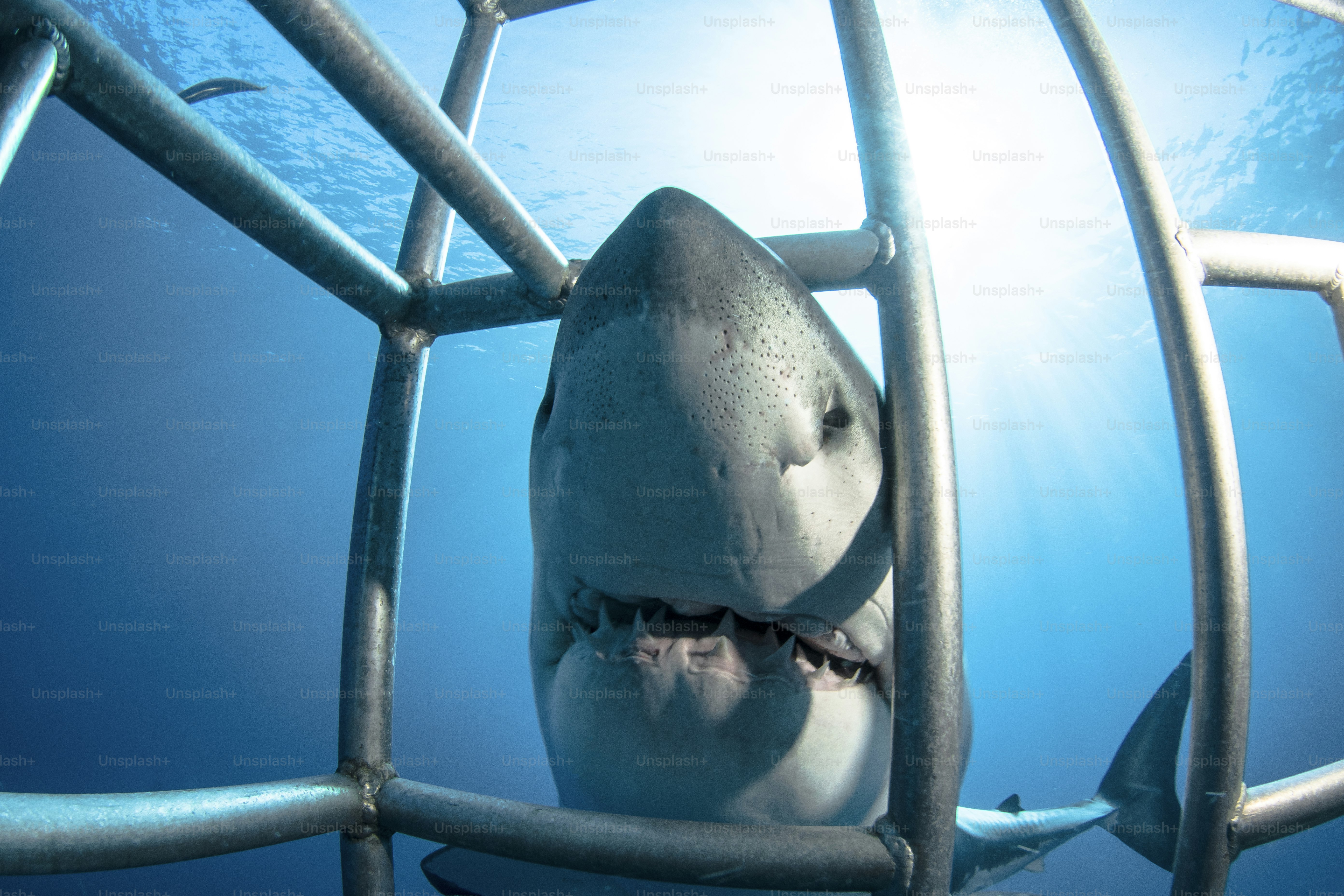 メキシコのグアダルーペ島に生息するホオジロザメ