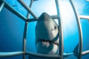 A Great White Shark in Guadalupe Island in Mexico