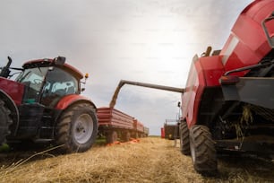 Verser du grain de blé dans un camion semi-remorque après la récolte au champ