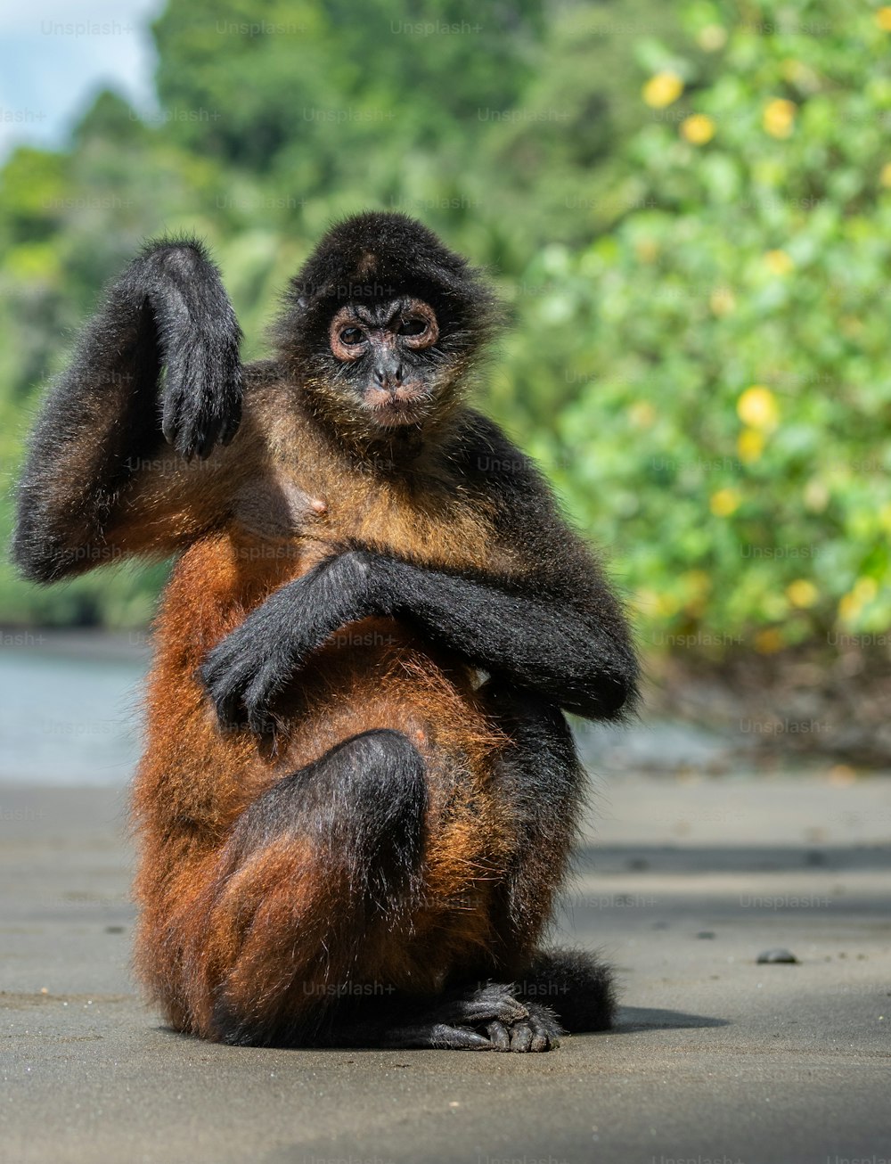 Spider monkey on the beach