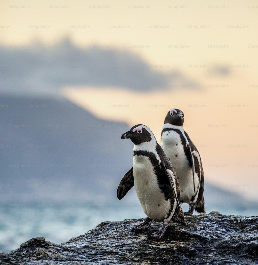 The African penguins on the stony shore in twilight evening with sunset sky. Scientific name: Spheniscus demersus, jackass penguin or black-footed penguin. Natural habitat. South Africa