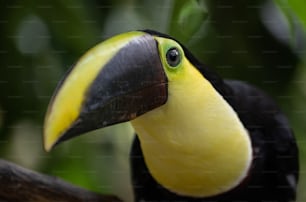 Gros plan sur le toucan au Costa Rica