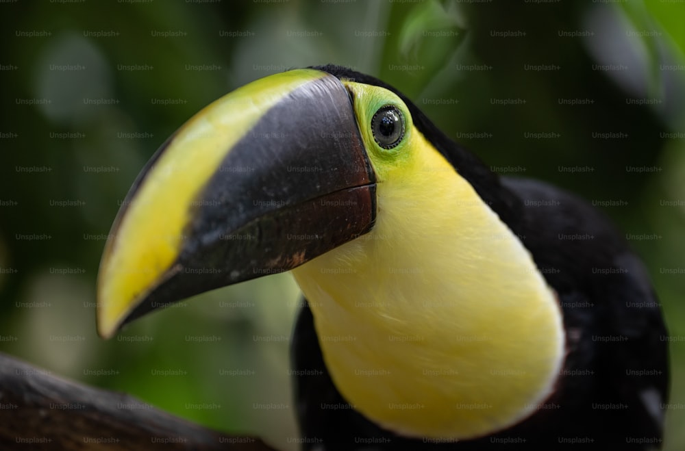 Toucan closeup in Costa Rica
