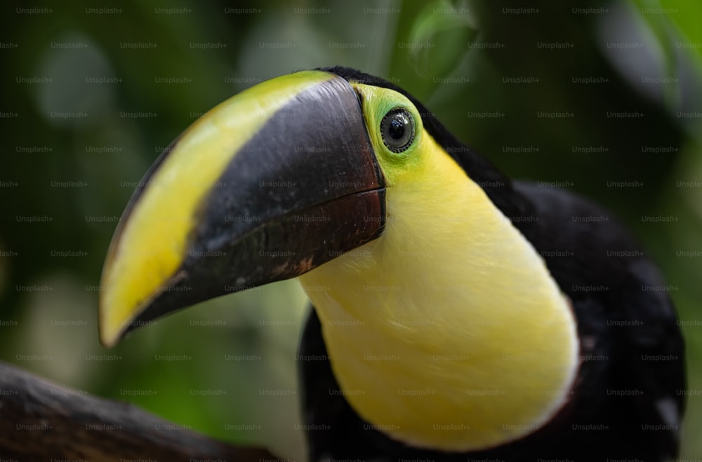 Toucan closeup in Costa Rica