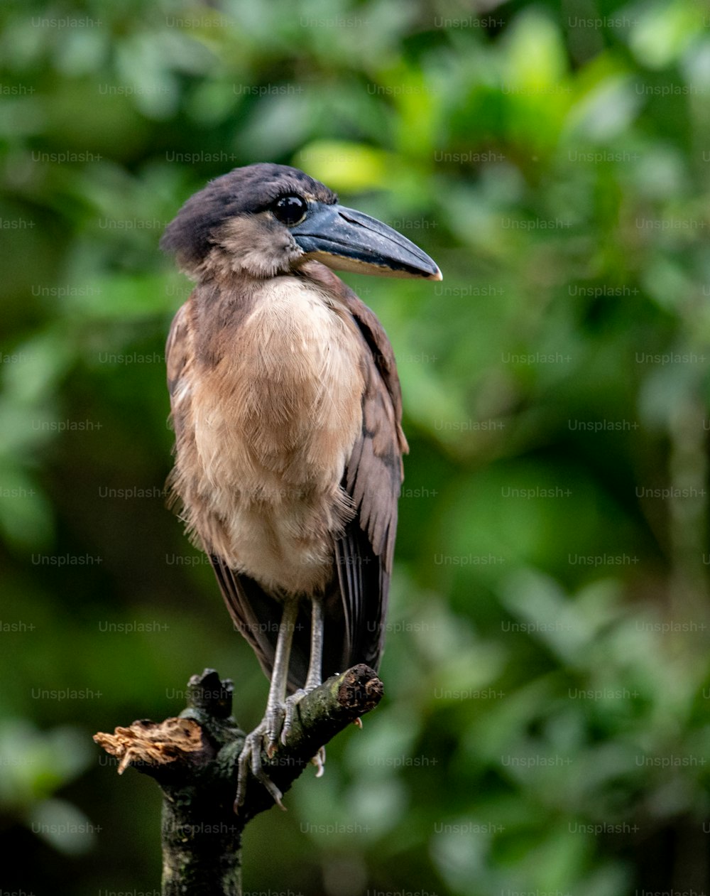 Boat billed heron in Costa Rica