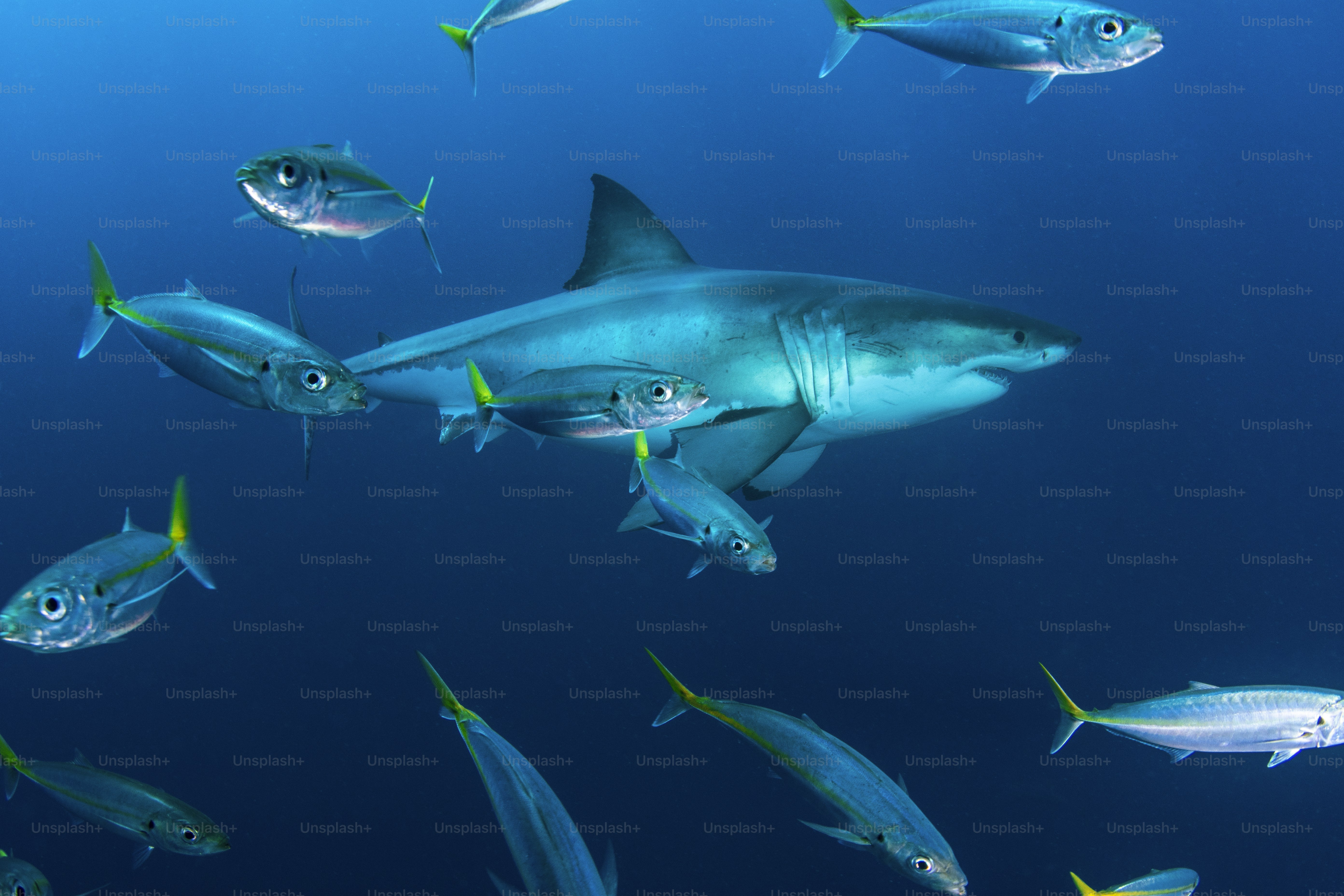 Un grand requin blanc à Guadalupe au Mexique