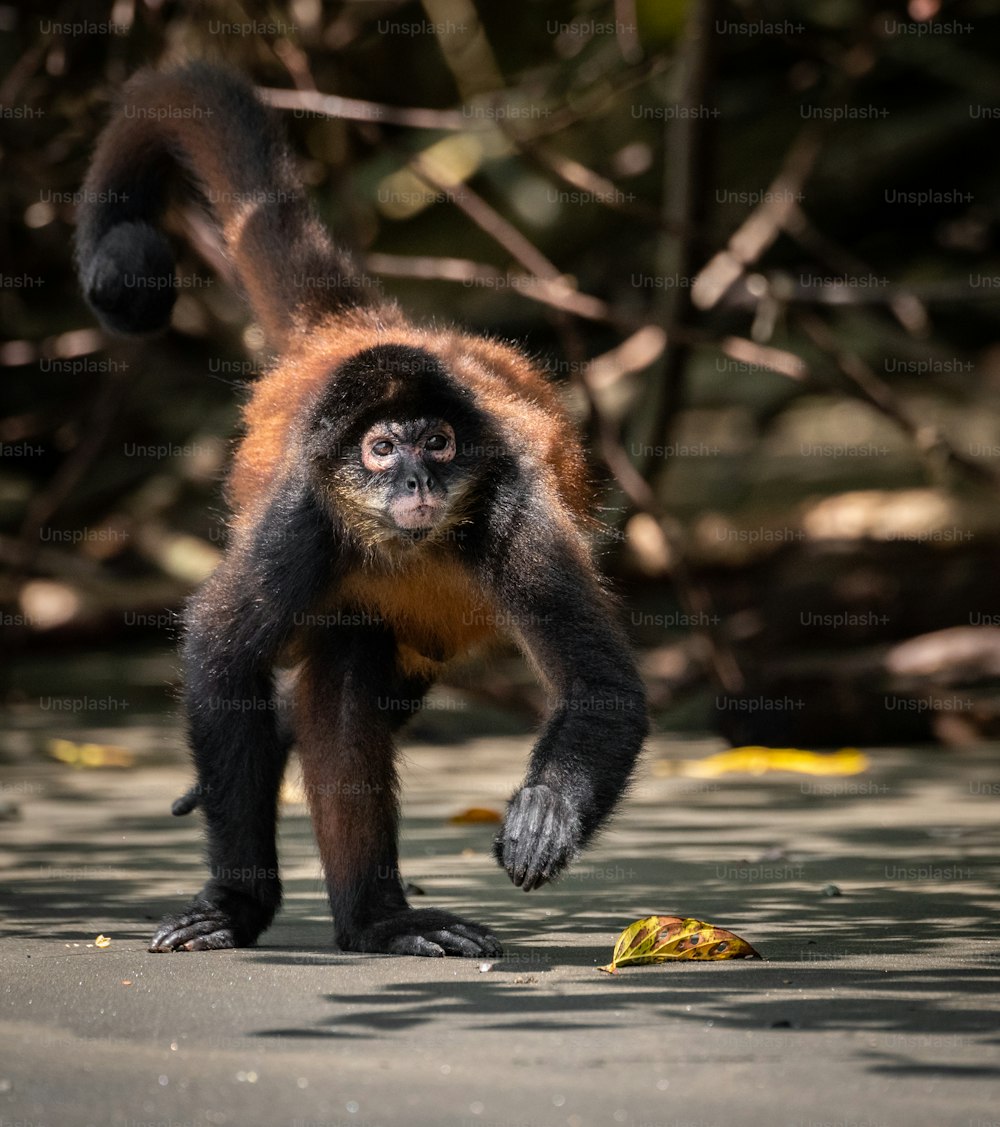 Um macaco na costa rica na floresta tropical