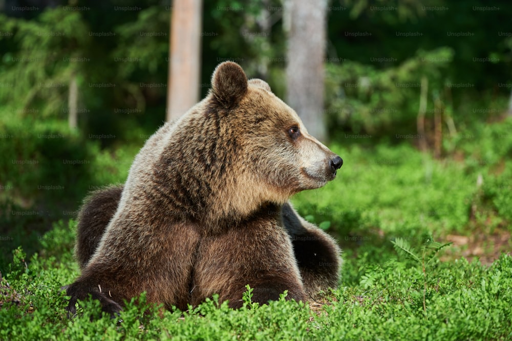 Urso pardo selvagem que caminha na taiga finlandesa