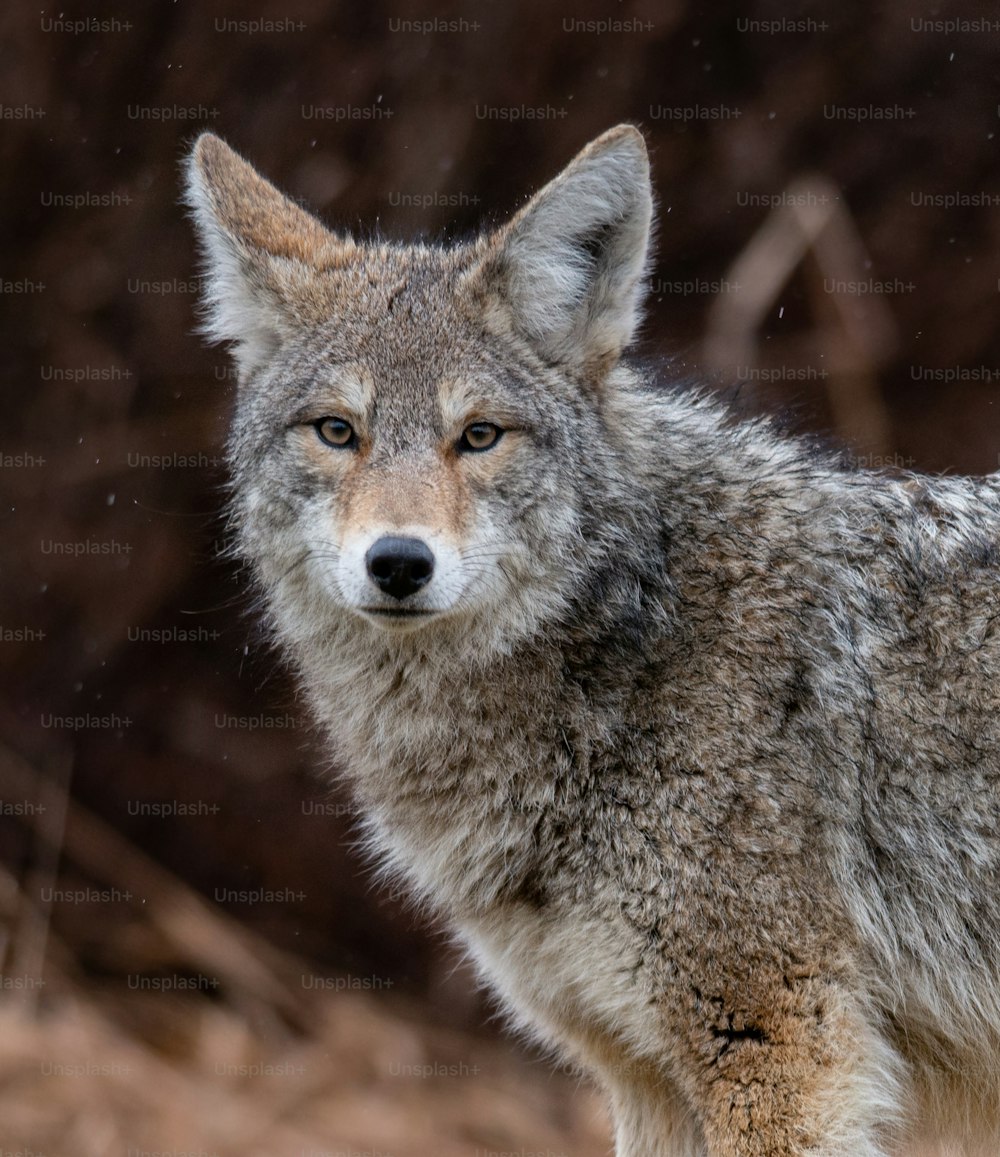 Un coyote nella Columbia Britannica, in Canada.