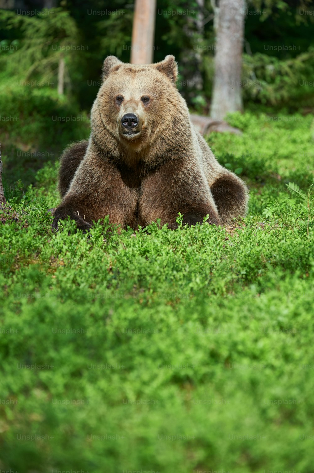 Orso bruno selvatico accovacciato nella taiga finlandese