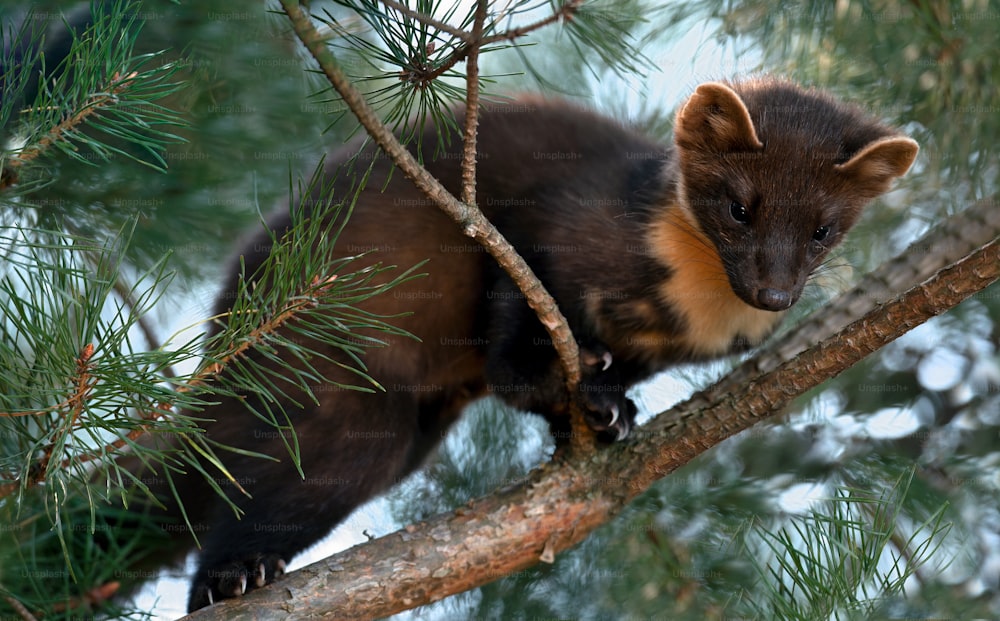 The European pine marten (Martes martes), known most commonly as the pine marten in Anglophone Europe, and less commonly also known as pineten, baum marten, or sweet marten