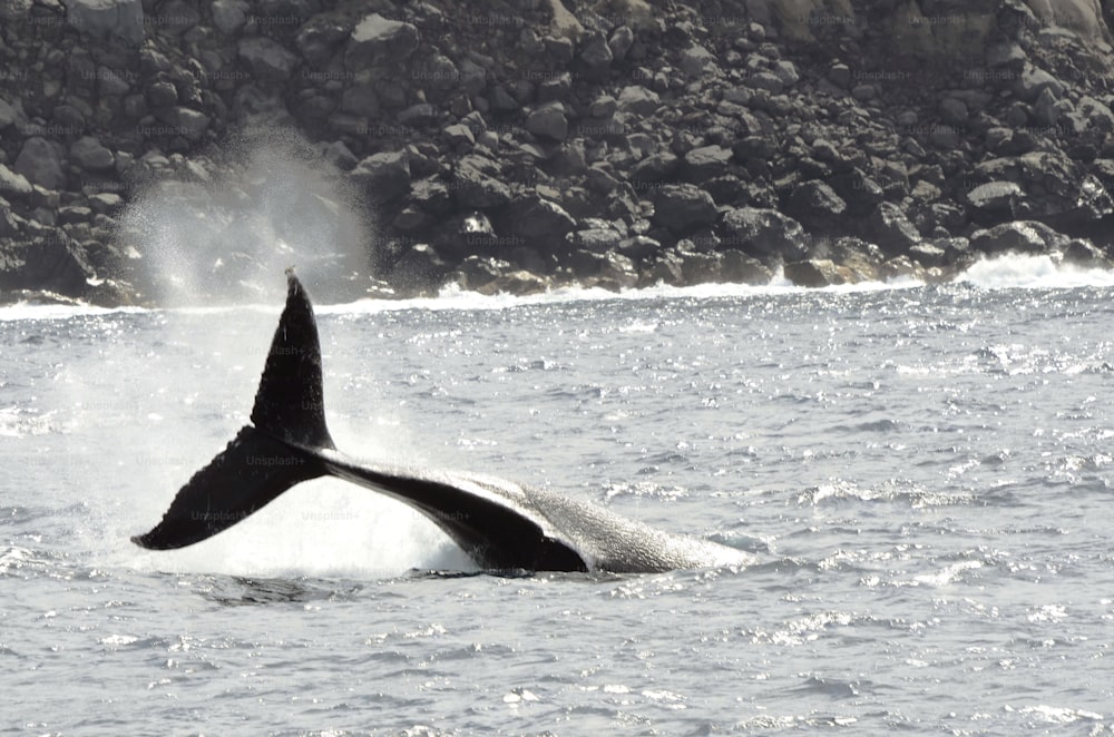 Uma baleia jubarte na ilha de San Benedicto