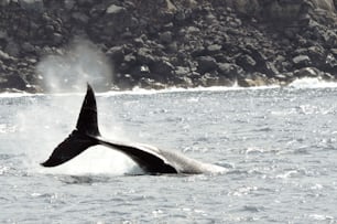 A Humpback Whale in San Benedicto Island