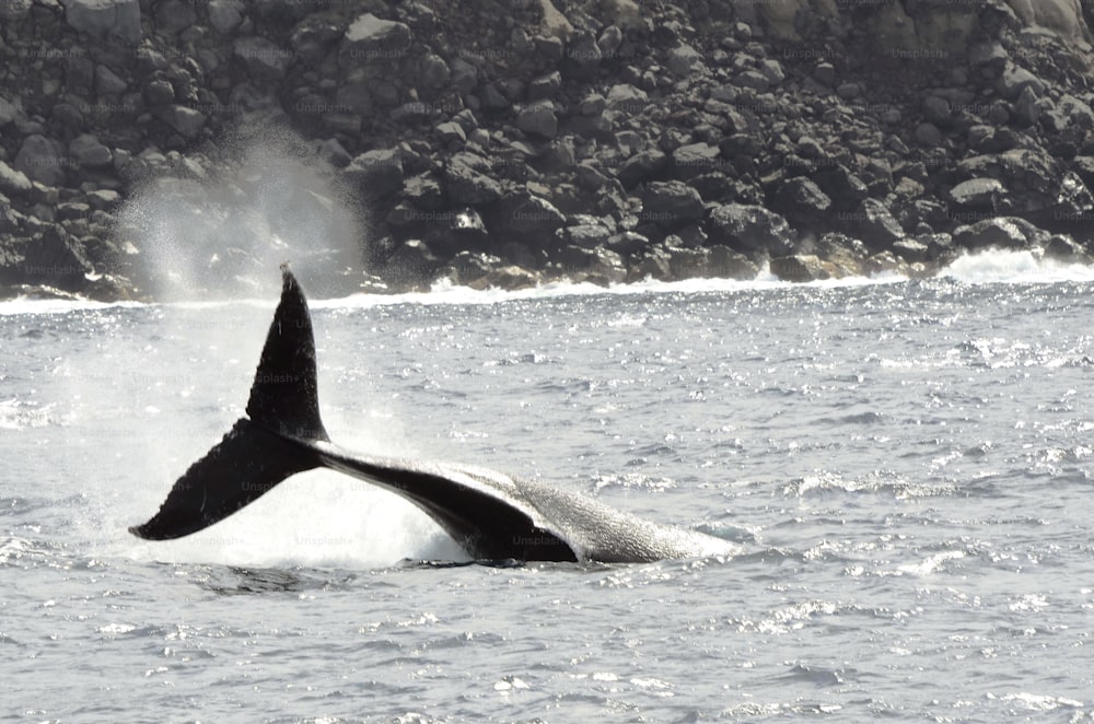 A Humpback Whale in San Benedicto Island