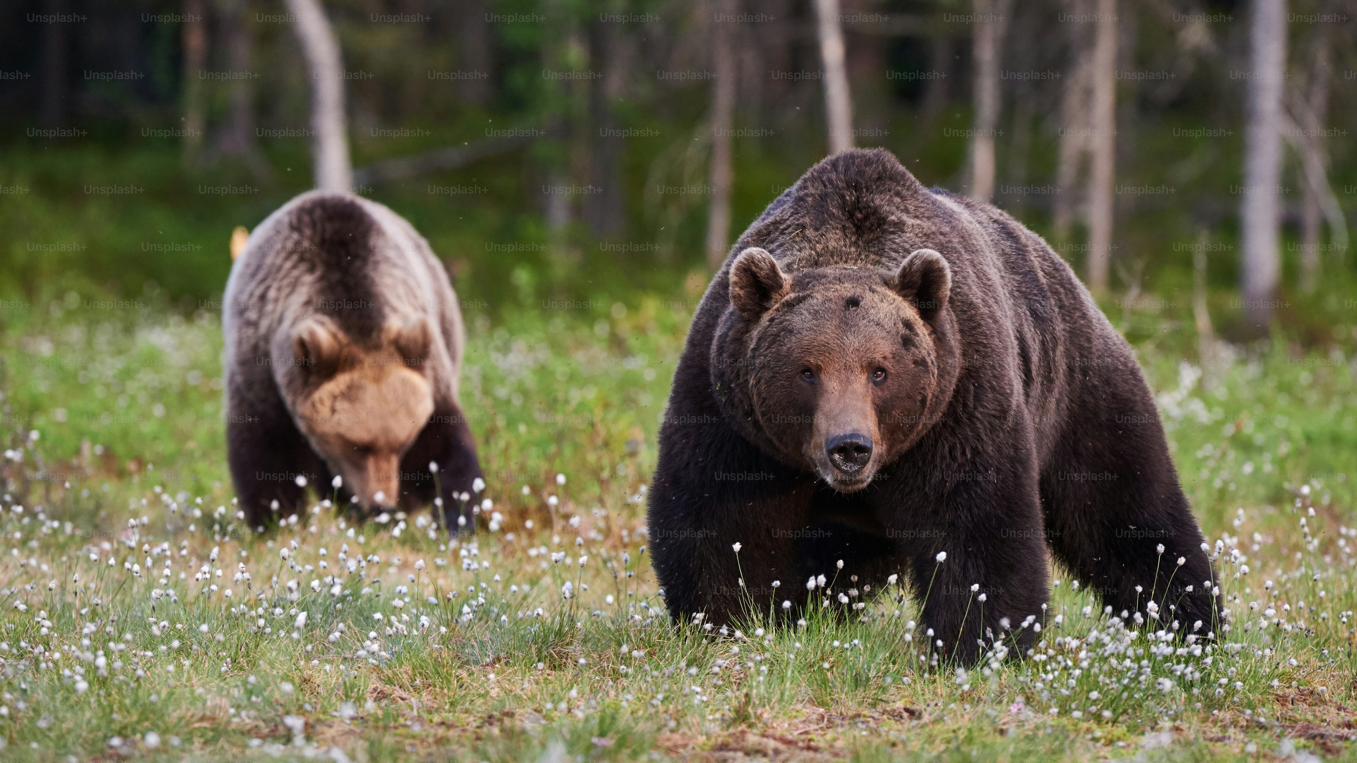 Zwei Braunbären (Ursus arctos) Männchen und Weibchen Fotografiert im Wald