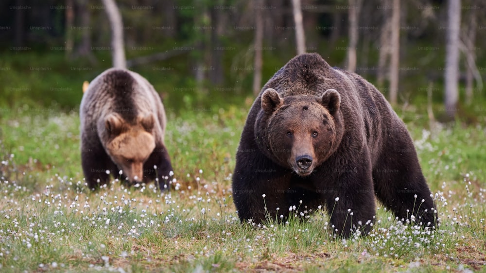 Dois ursos marrons (Ursus arctos) macho e fêmea fotografados em uma floresta
