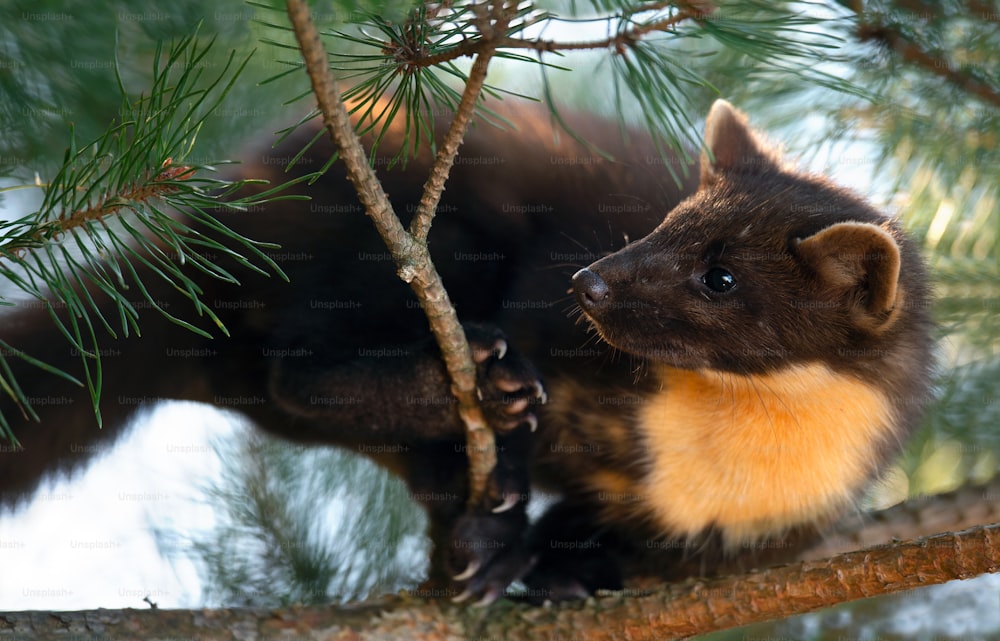 The European pine marten (Martes martes), known most commonly as the pine marten in Anglophone Europe, and less commonly also known as pineten, baum marten, or sweet marten
