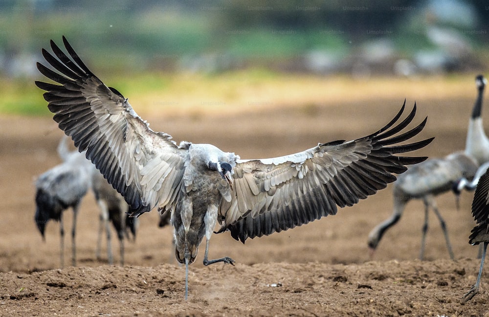 Dancing Cranes in arable field.  Common Crane or Eurasian crane, Scientific name: Grus grus, Grus communis.