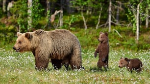 Mãe urso protege seus três filhotes de cachorro na taiga finlandesa