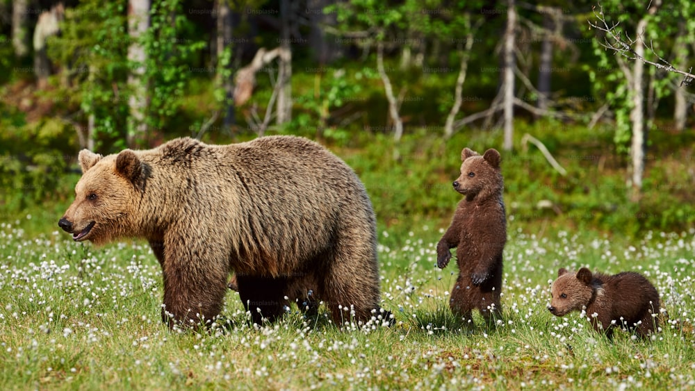 어미 곰은 핀란드 타이가에서 세 마리의 작은 강아지를 보호합니다.