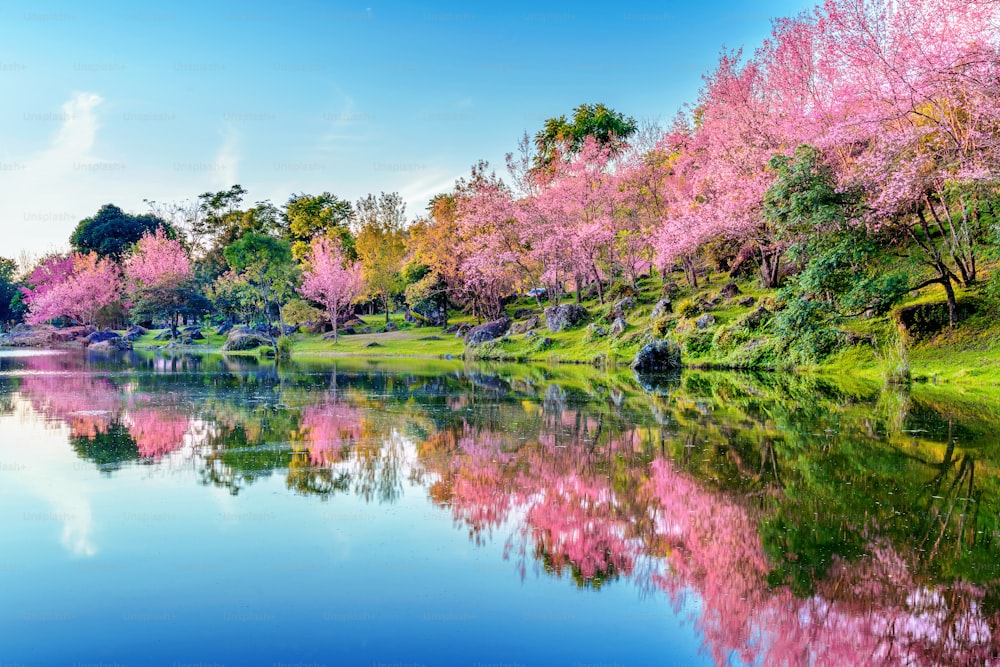 Bellissimi alberi di ciliegio in fiore che fioriscono in primavera.