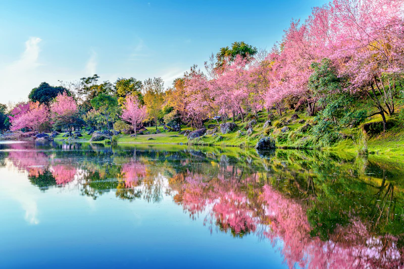 Cherry blossom trees in full bloom in South Korea