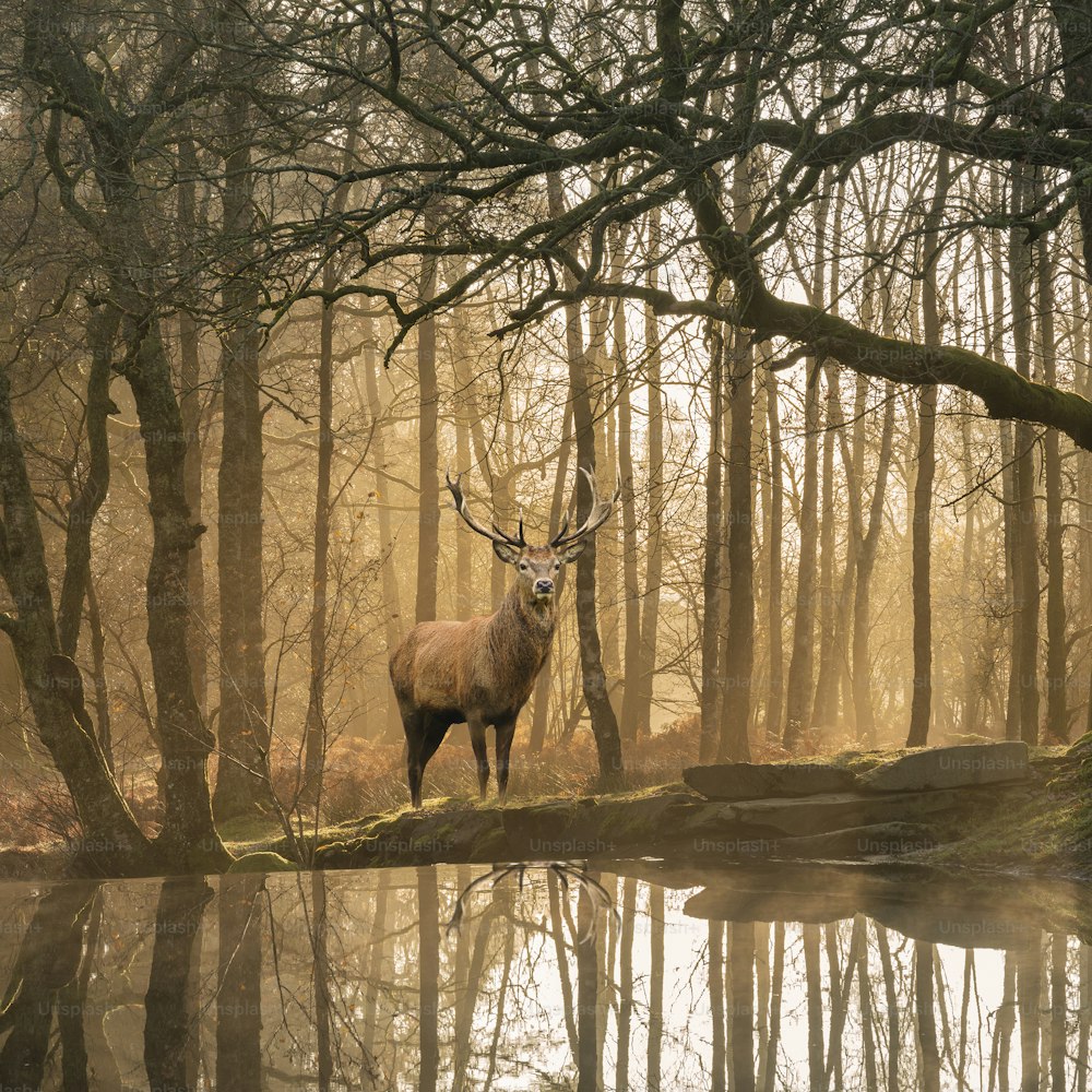 Stunning landscape image of still stream in Lake District forest with beautiful mature Red Deer Stag Cervus Elaphus among trees