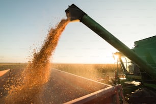 収穫後のトウモ��ロコシの穀物をトラクタートレーラーに注ぐ