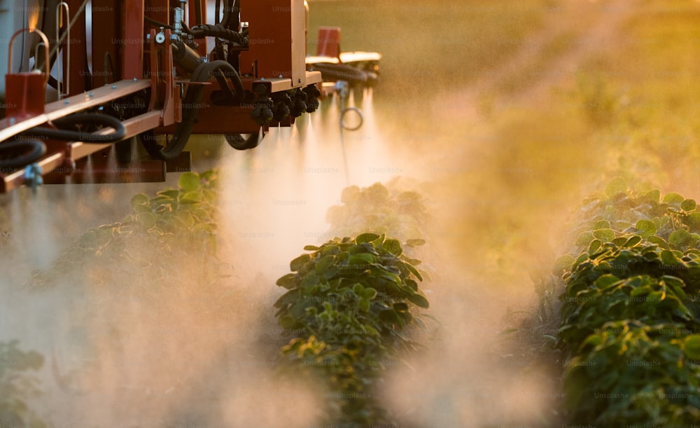 Tractor spraying a field of soybean