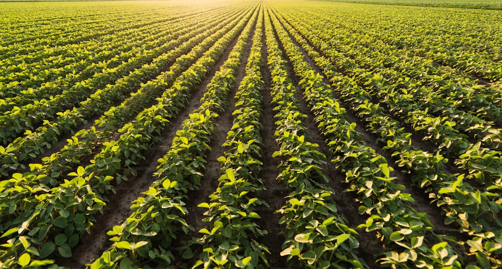 Soybean plantation at sunny day