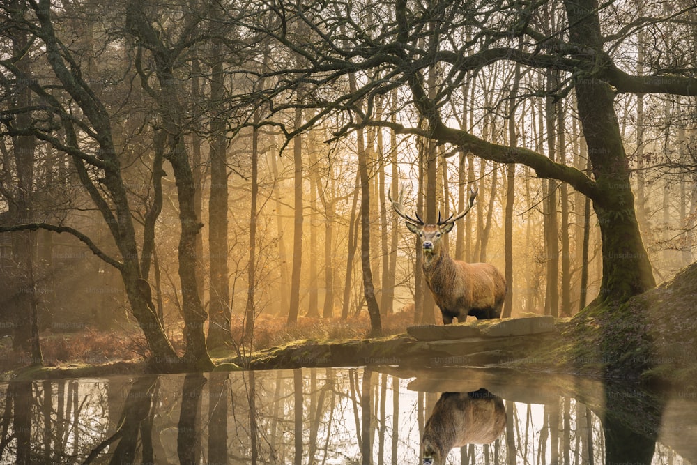 Stunning landscape image of still stream in Lake District forest with beautiful mature Red Deer Stag Cervus Elaphus among trees