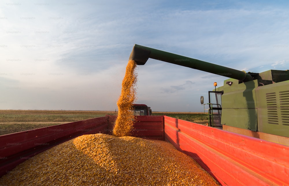 収穫後のトウモロコシの穀物をトラクタートレーラーに注ぐ