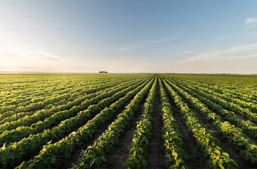 Soybean plantation at sunny day