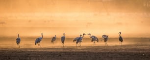 日の出の耕作地にいる鶴。  タンチョウ(タンチョウ)、学名:Grus grus, Grus Communis. イスラエルのフラバレーのアガモン国立公園での日の出時の鶴の餌付け。
