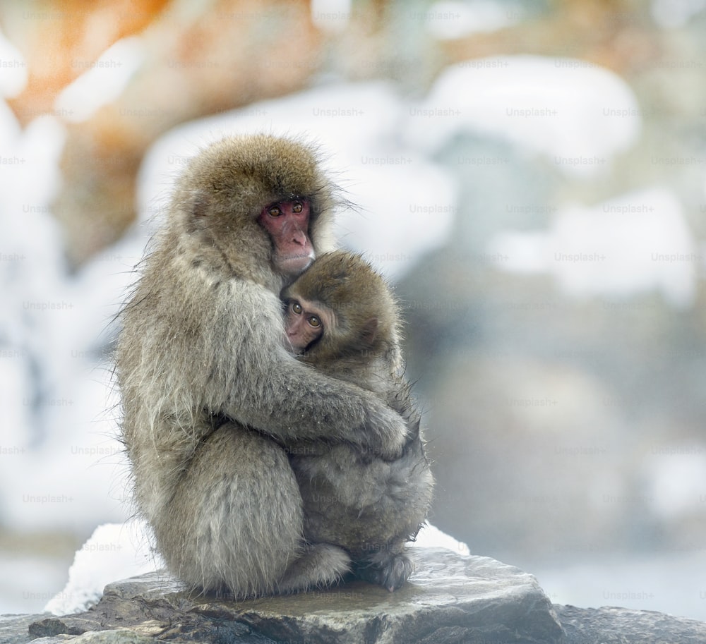 일본 원숭이와 새끼. 일본 원숭이 (학명 : 마카 카 푸스 카타), 눈 원숭이라고도합니다. 자연 서식지, 겨울 시즌.