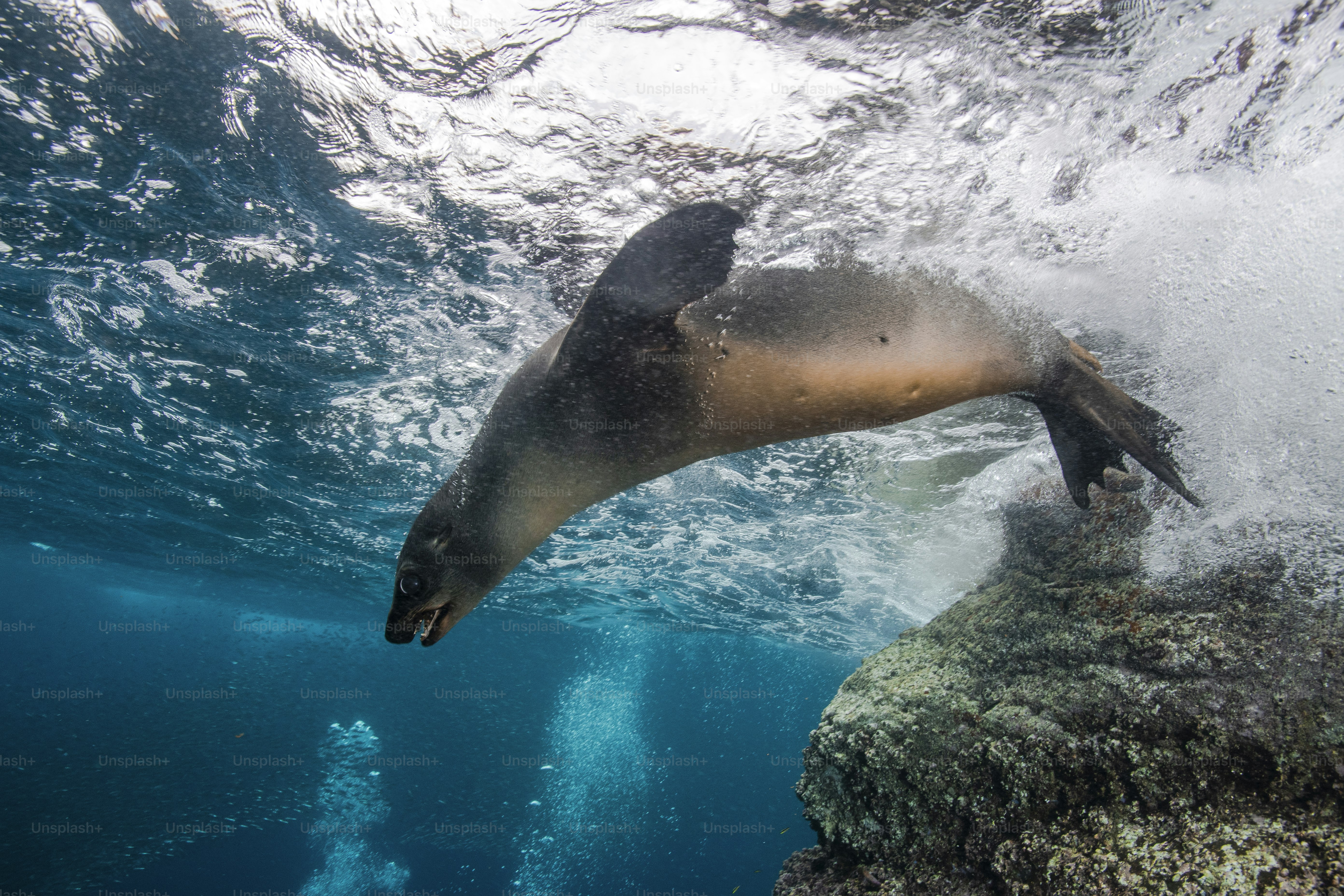 Uma foca em La Paz no México